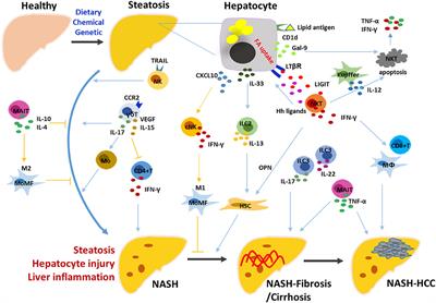 Roles of Hepatic Innate and Innate-Like Lymphocytes in Nonalcoholic Steatohepatitis